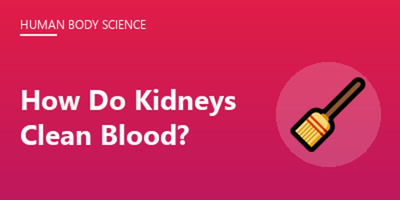 How Do Kidneys Clean Blood?