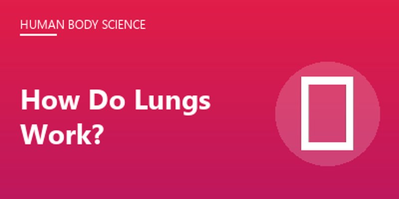 How Do Lungs Work?