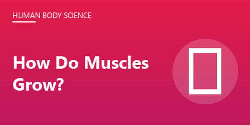How Do Muscles Grow?