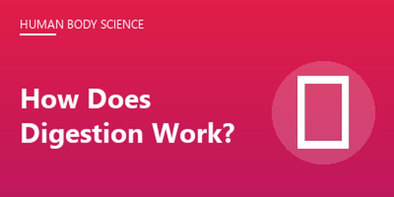 How Does Digestion Work?