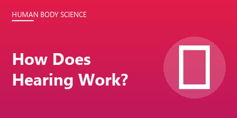 How Does Hearing Work?