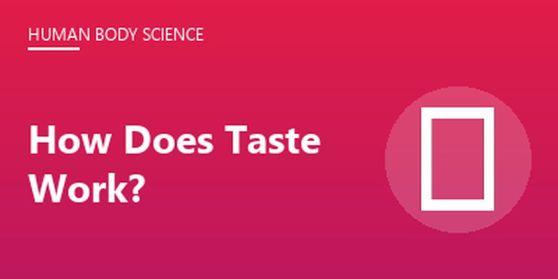 How Does Taste Work?