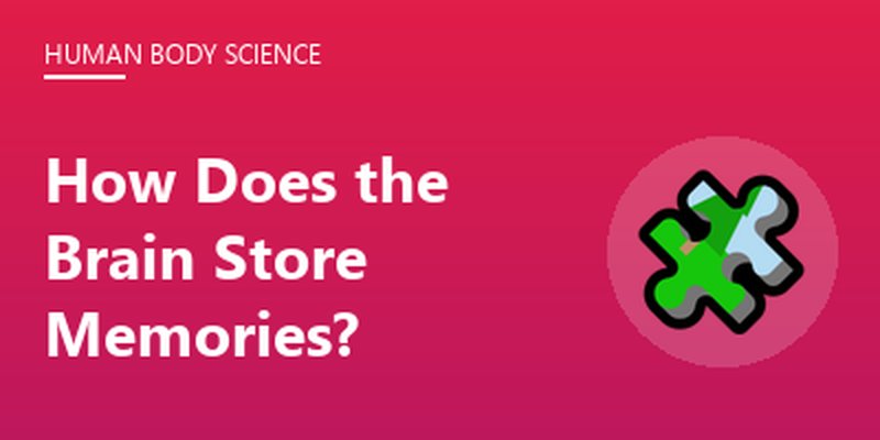 How Does the Brain Store Memories?