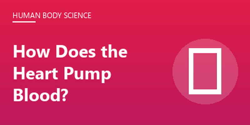 How Does the Heart Pump Blood?