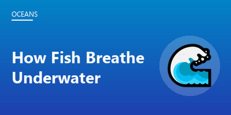 How Fish Breathe Underwater