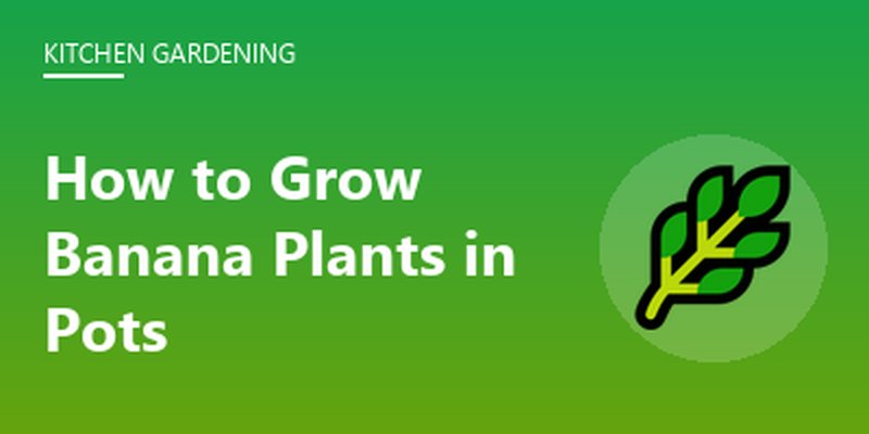 How to Grow Banana Plants in Pots