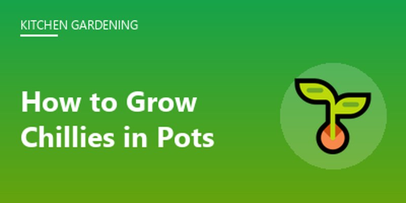 How to Grow Chillies in Pots