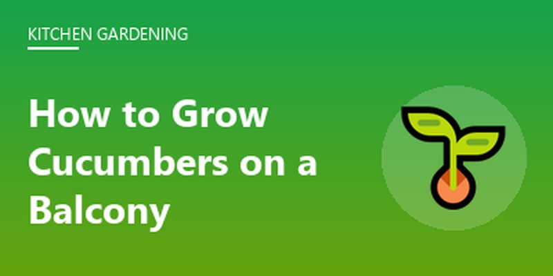 How to Grow Cucumbers on a Balcony