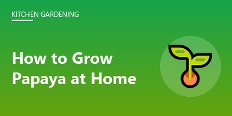 How to Grow Papaya at Home