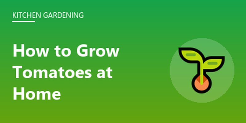 How to Grow Tomatoes at Home