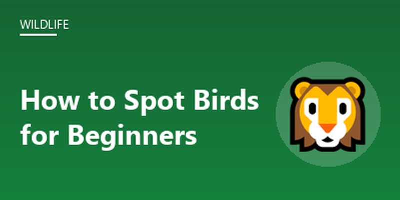 How to Spot Birds for Beginners